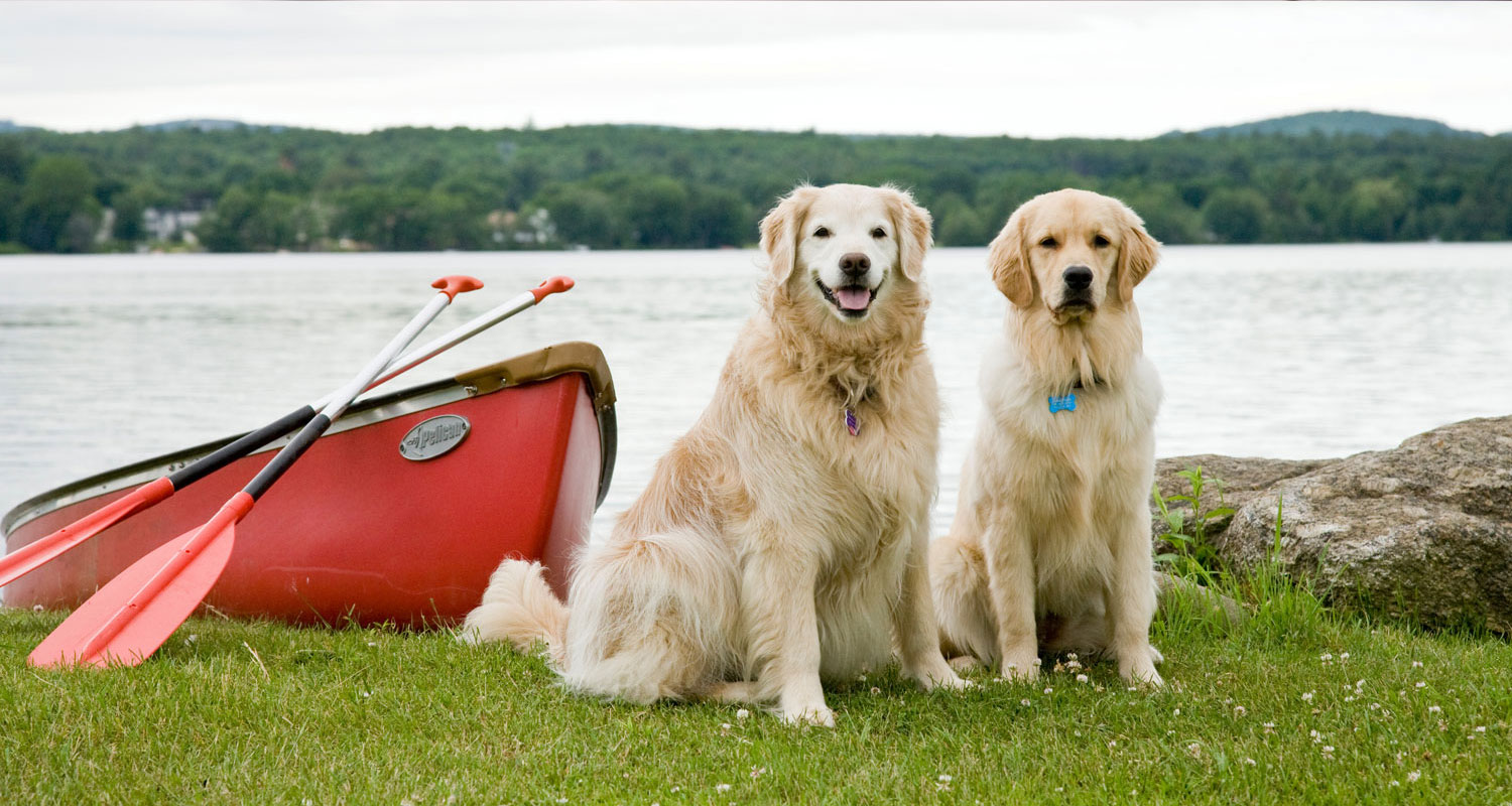 Meet the Dogs in Laconia, NH Lake Opechee Inn & Spa