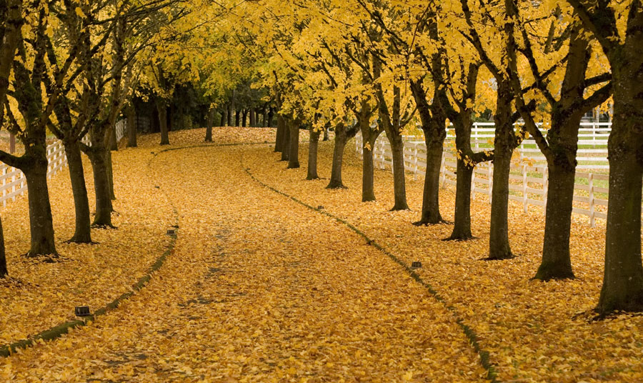 Fall Foliage at Laconia Hotel